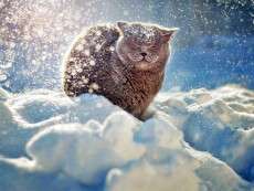 winter-cat-photograph
