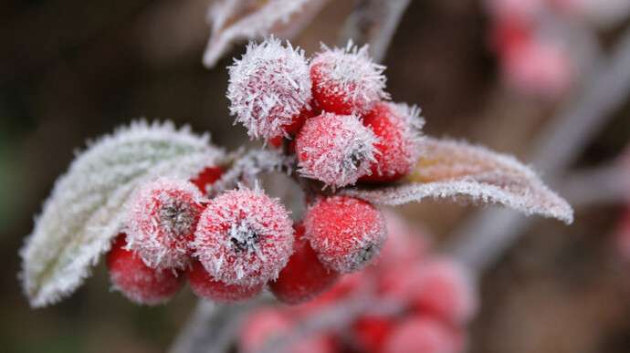 5bd7cf1-red-berries-snow-frost-winter-2560x1600