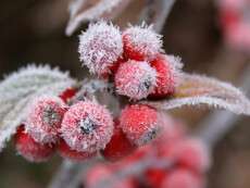 5bd7cf1-red-berries-snow-frost-winter-2560x1600