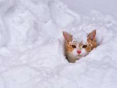снег зима кот1