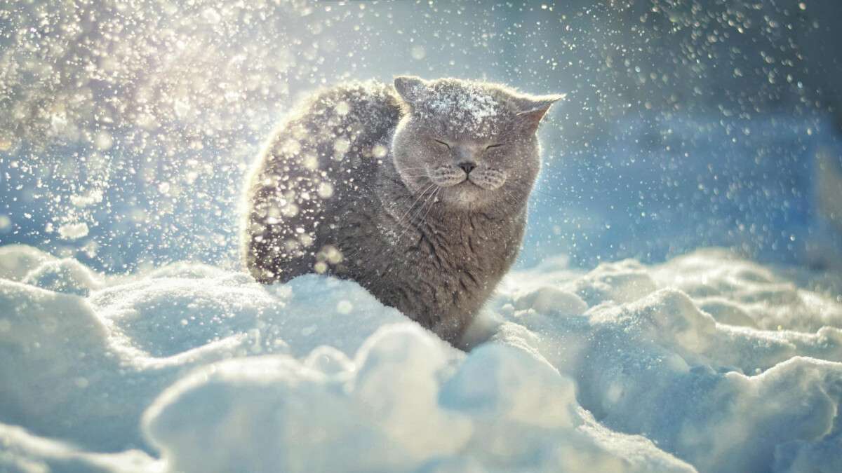 снег зима кот 1900