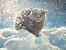 снег зима кот 1900