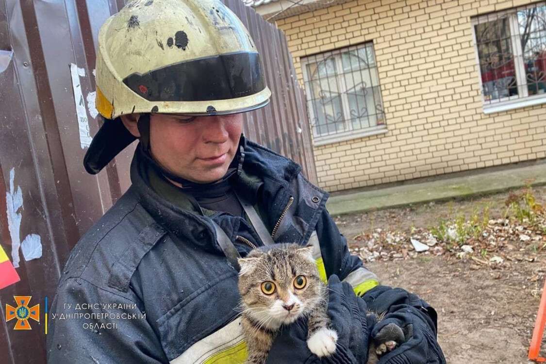 кошка спасена
