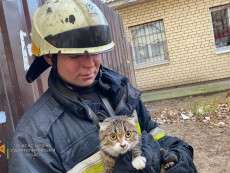 кошка спасена