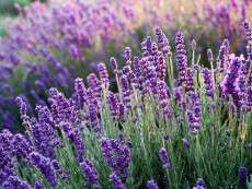 lavanda-con-flores