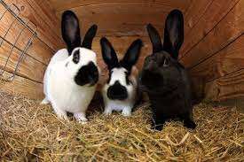 три кроліка