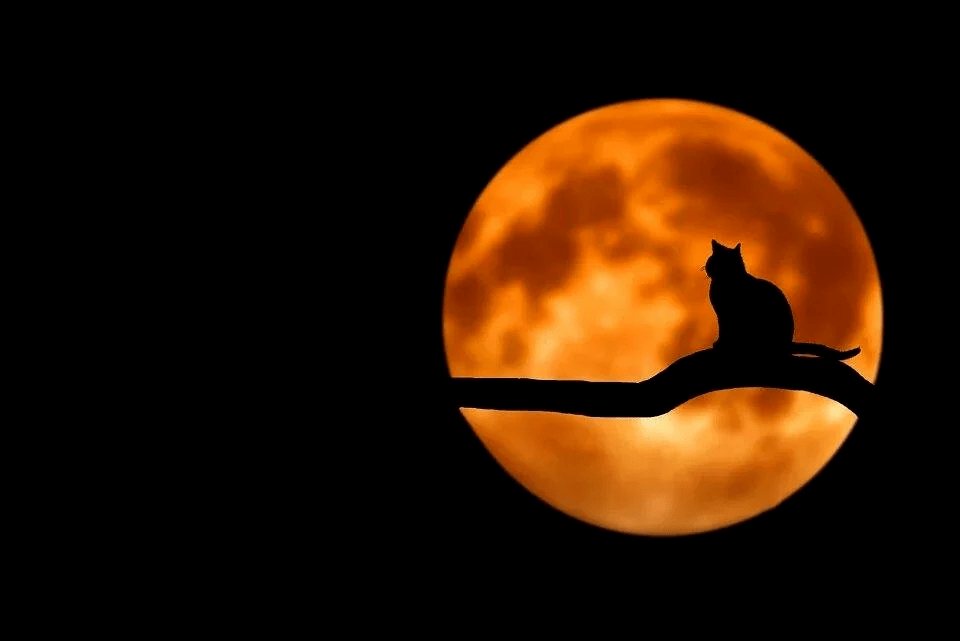 місяць з котом