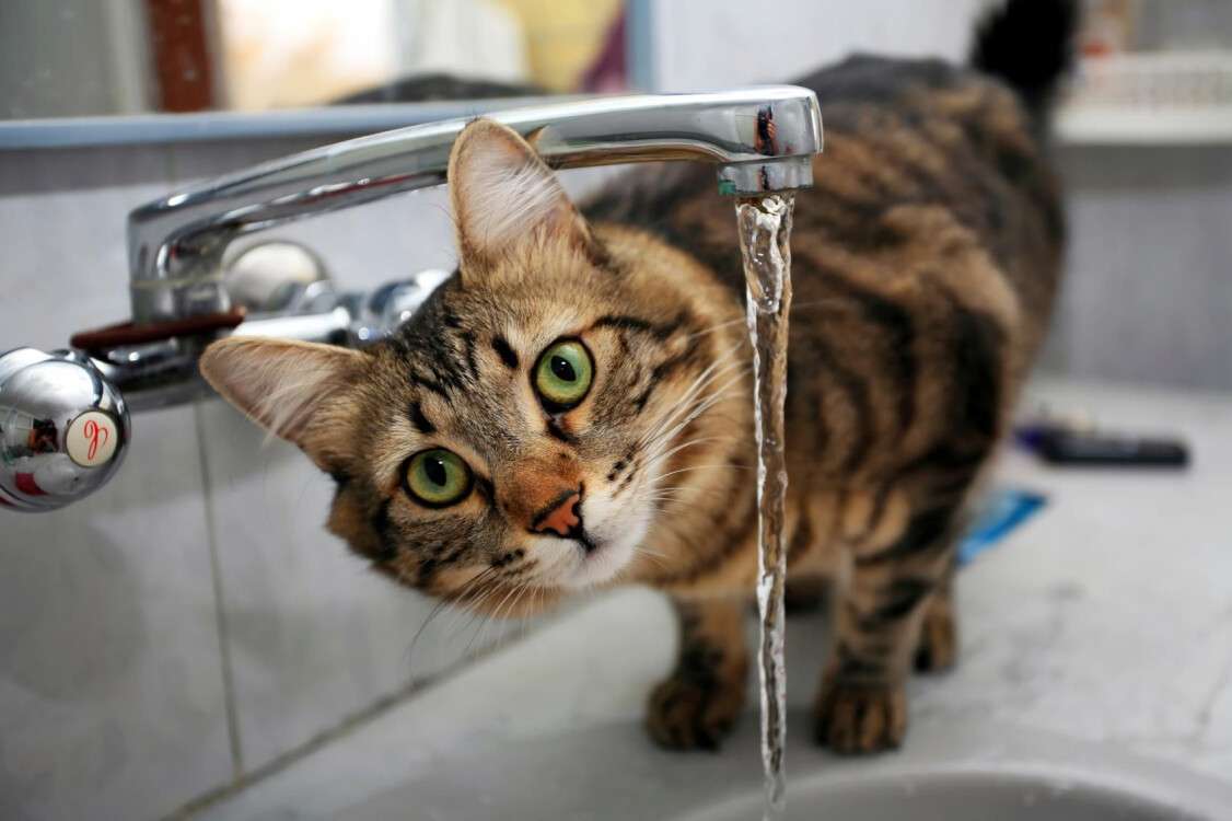 кот вода (2)