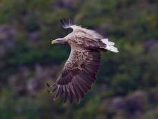 haliaeetus_albicilla_svolvaer_2012-1-993x662-1