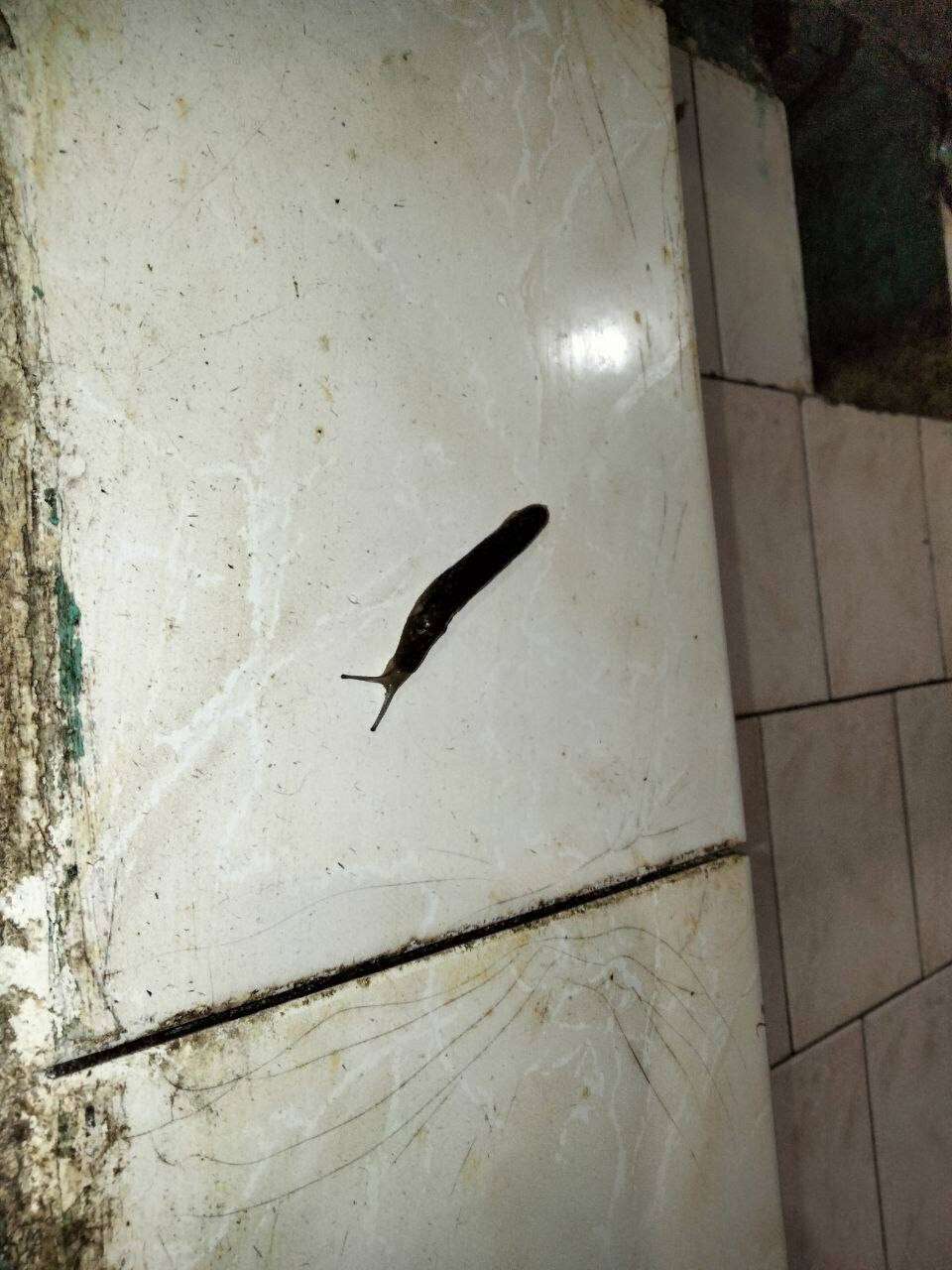 Slimak