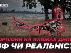 Скорпіони_на_пляжах_Дніпра_міф_чи_реальність_горизонт