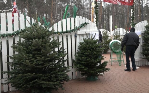 Новый год не за горами: в Днепре будут работать более 200 елочных базаров