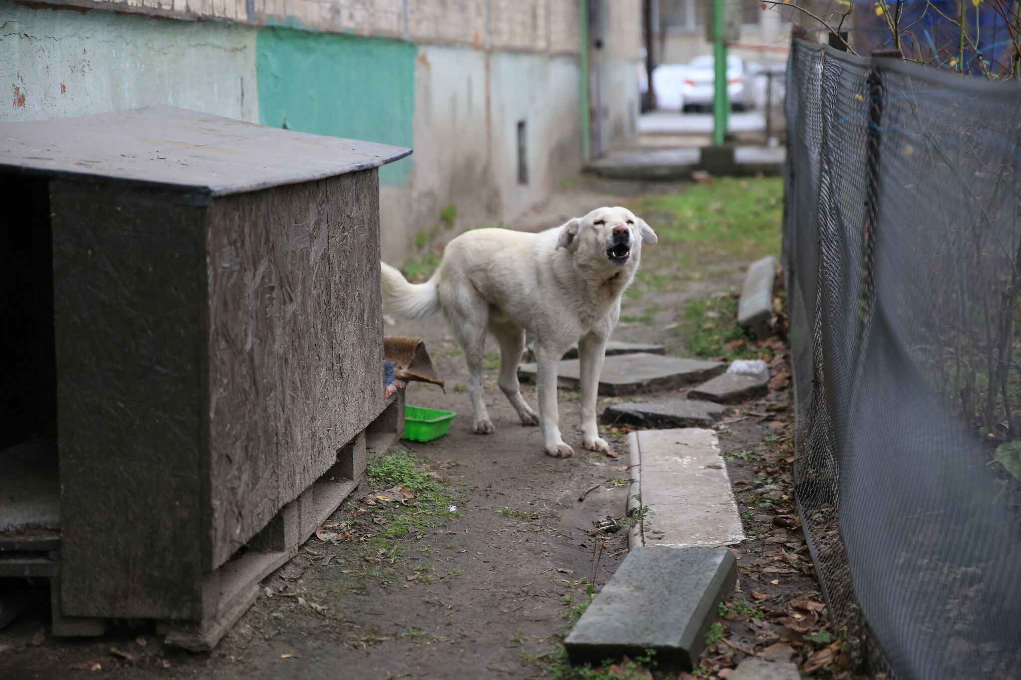 Горячая каша и теплая будка: в Днепре рассказали, как заботиться об уличных животных зимой