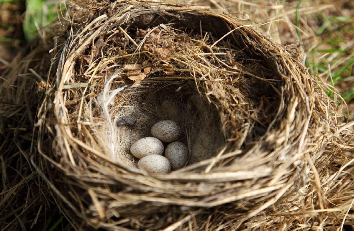 В Эпицентре Днепра женщина чуть не купила цветок с яйцами (ФОТО)