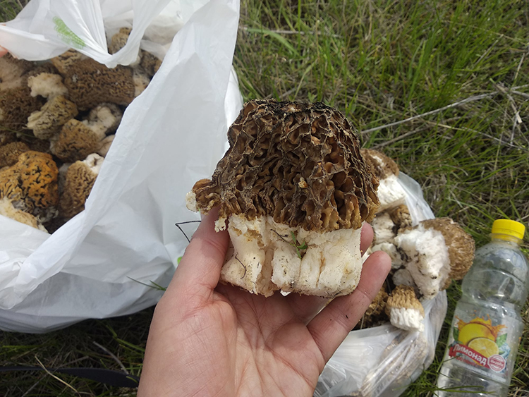 На выходных под Днепром сморчки и маслята собирали ведрами (ФОТО)