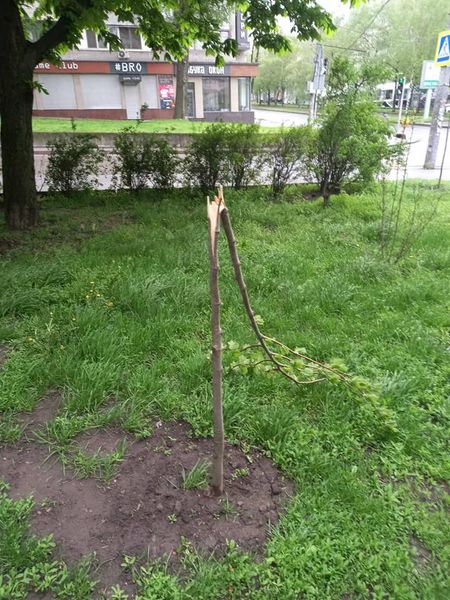 Личности негодяев, сломавших высаженные деревья в Днепре, установили