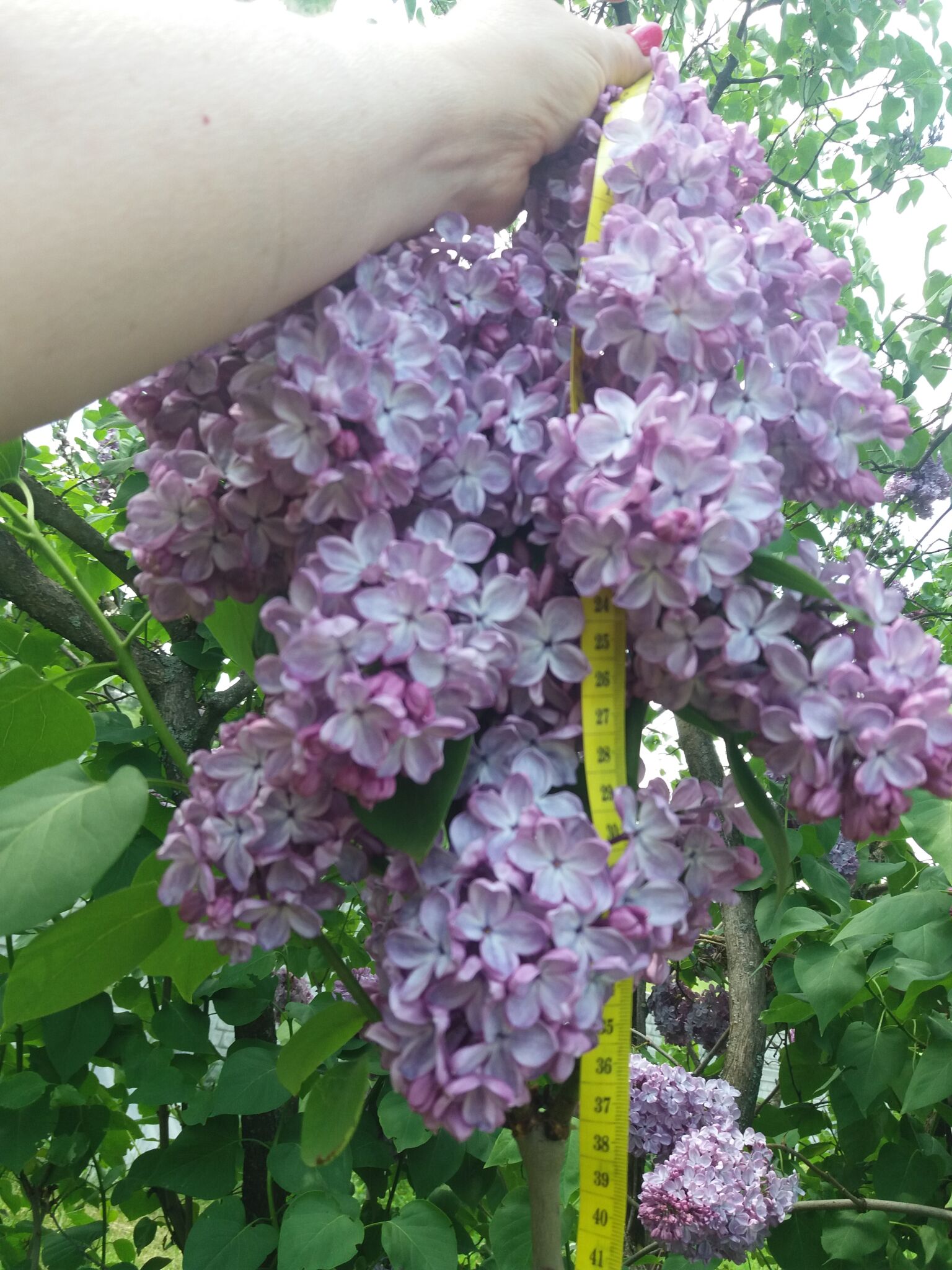 В Днепре расцвела гигантская сирень (ФОТО)