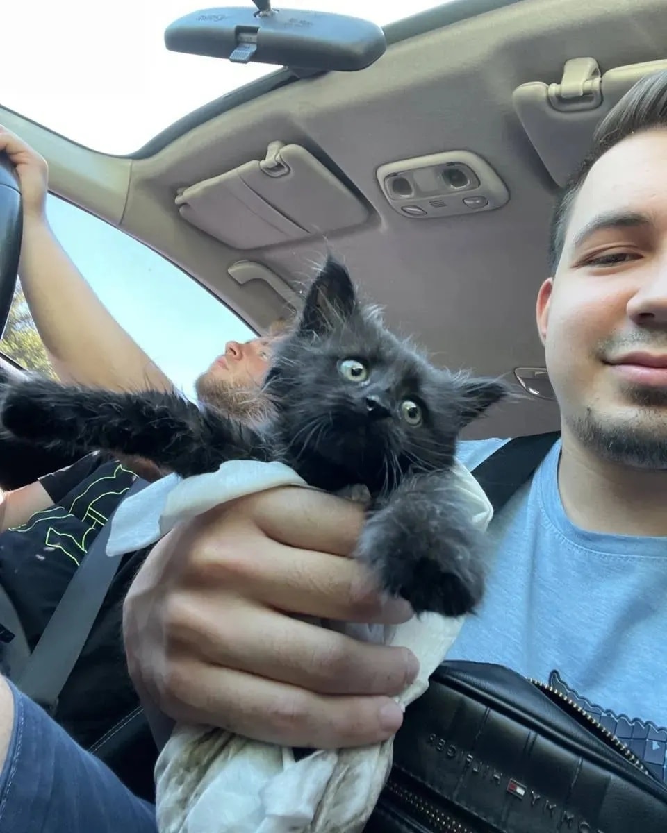 В Днепре спасли котенка