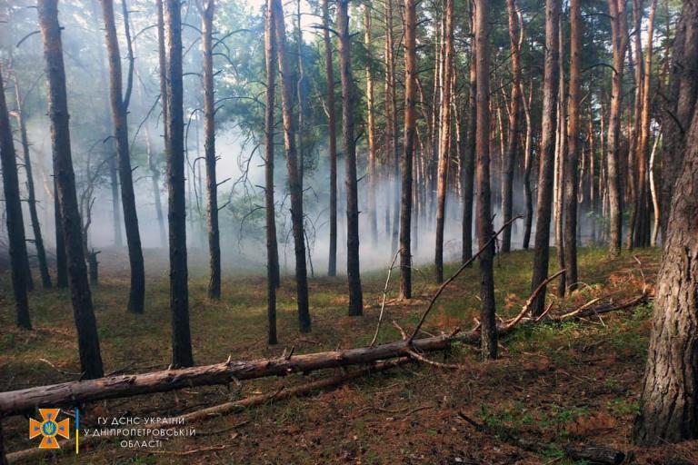 На Дніпропетровщині горіла хвойна підстилка: небезпека зберігається