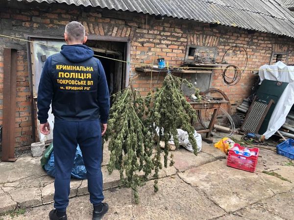 У мешканця Кривого Рогу поліція вилучила більш ніж 100 кущів конопель