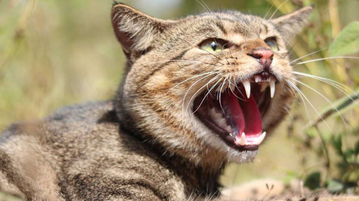 У Дніпропетровській області опинився в лікарні через хворого на сказ кота