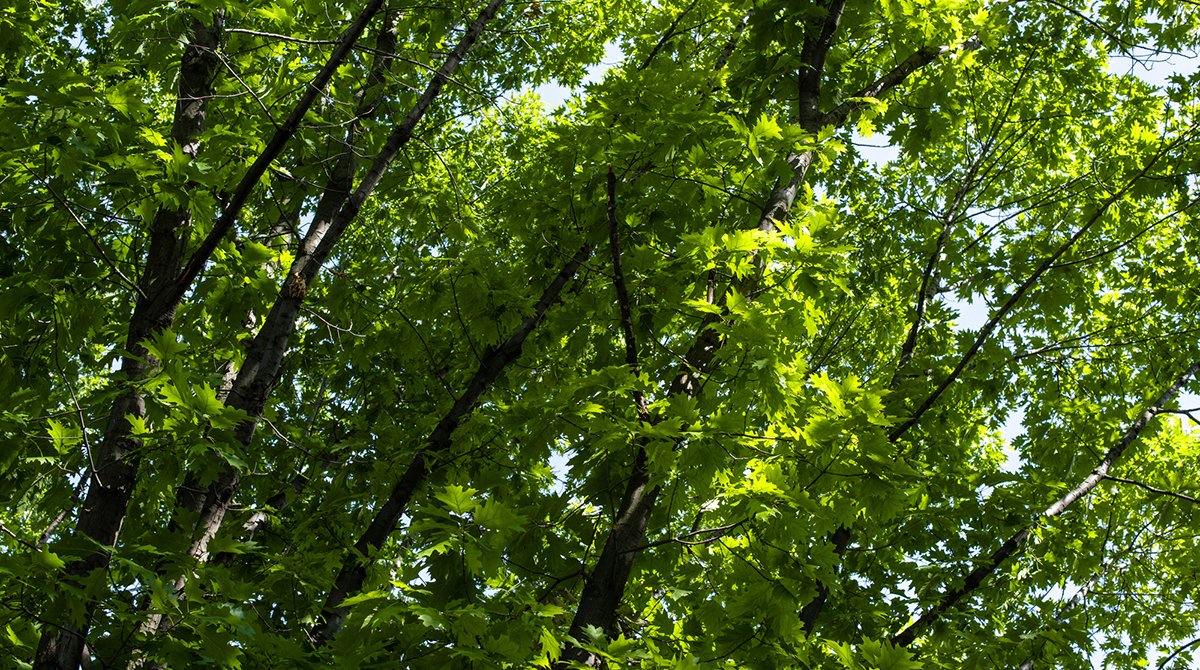 Проблемні питання озеленення: видалення, омолодження та висадка дерев у Дніпрі