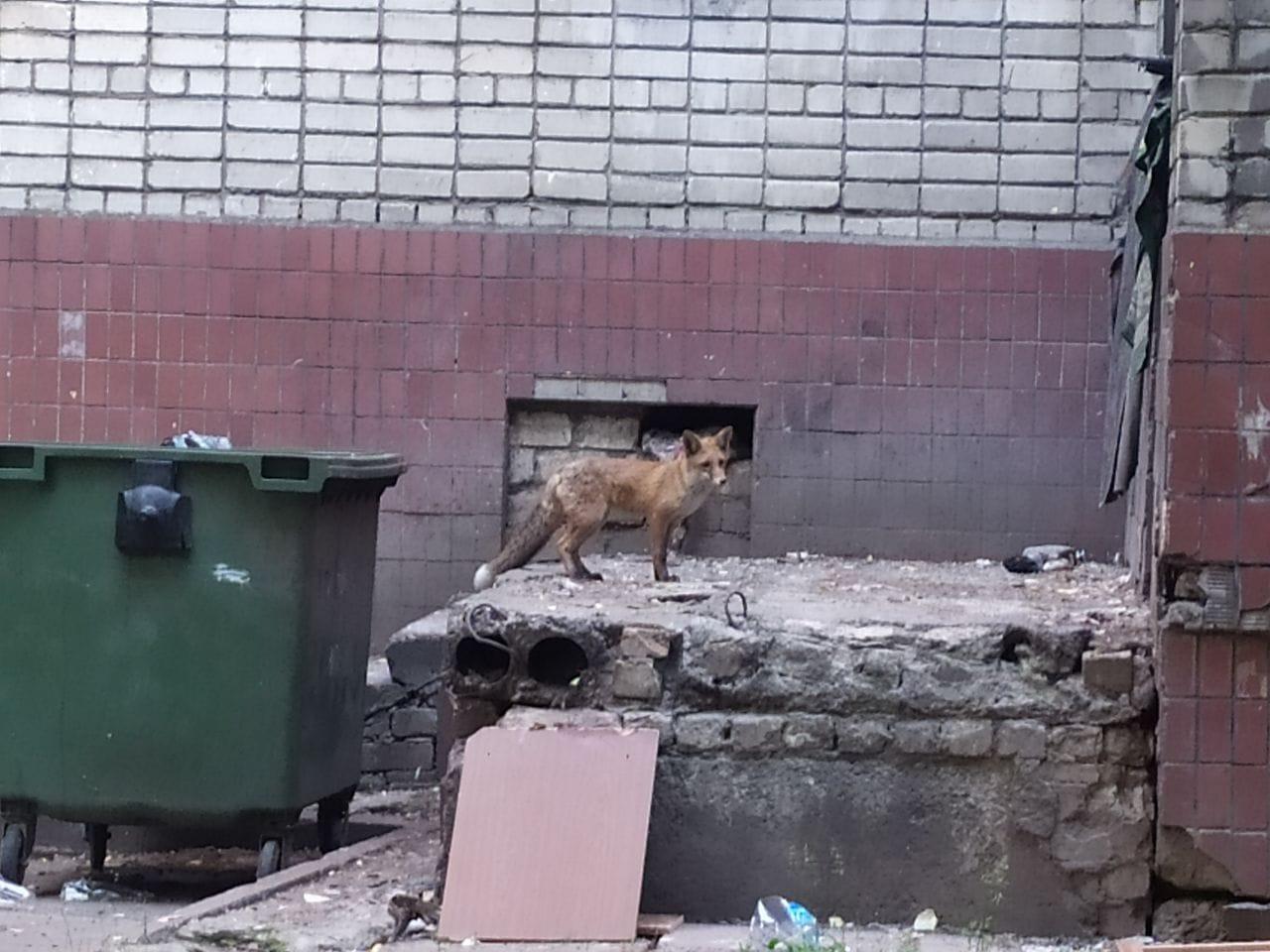 В центре Днепра поселилась лиса (ФОТО)