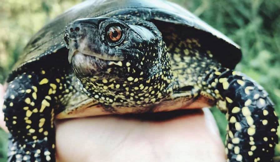 На Днепропетровщине из-за поджога травы сгорело 15 черепах (ФОТО)