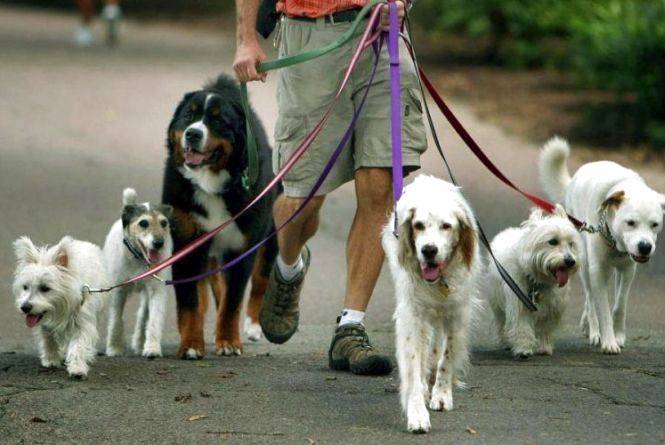 Офіційна заява пресслужби міської ради Дніпра з приводу розповсюдження у соціальних мережах і деяких ЗМІ фейкового допису про нібито погрози власникам домашніх тварин