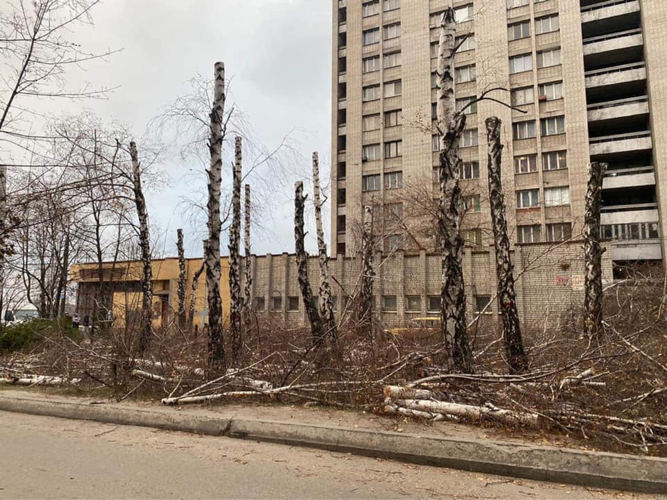 “Тот, кто вырубил березы на Набережной, знайте, что я вас все равно найду”, — Борис Филатов