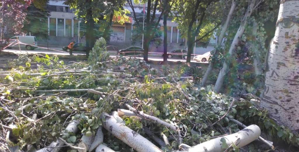 У Дніпрі заборонили спилювати дерева