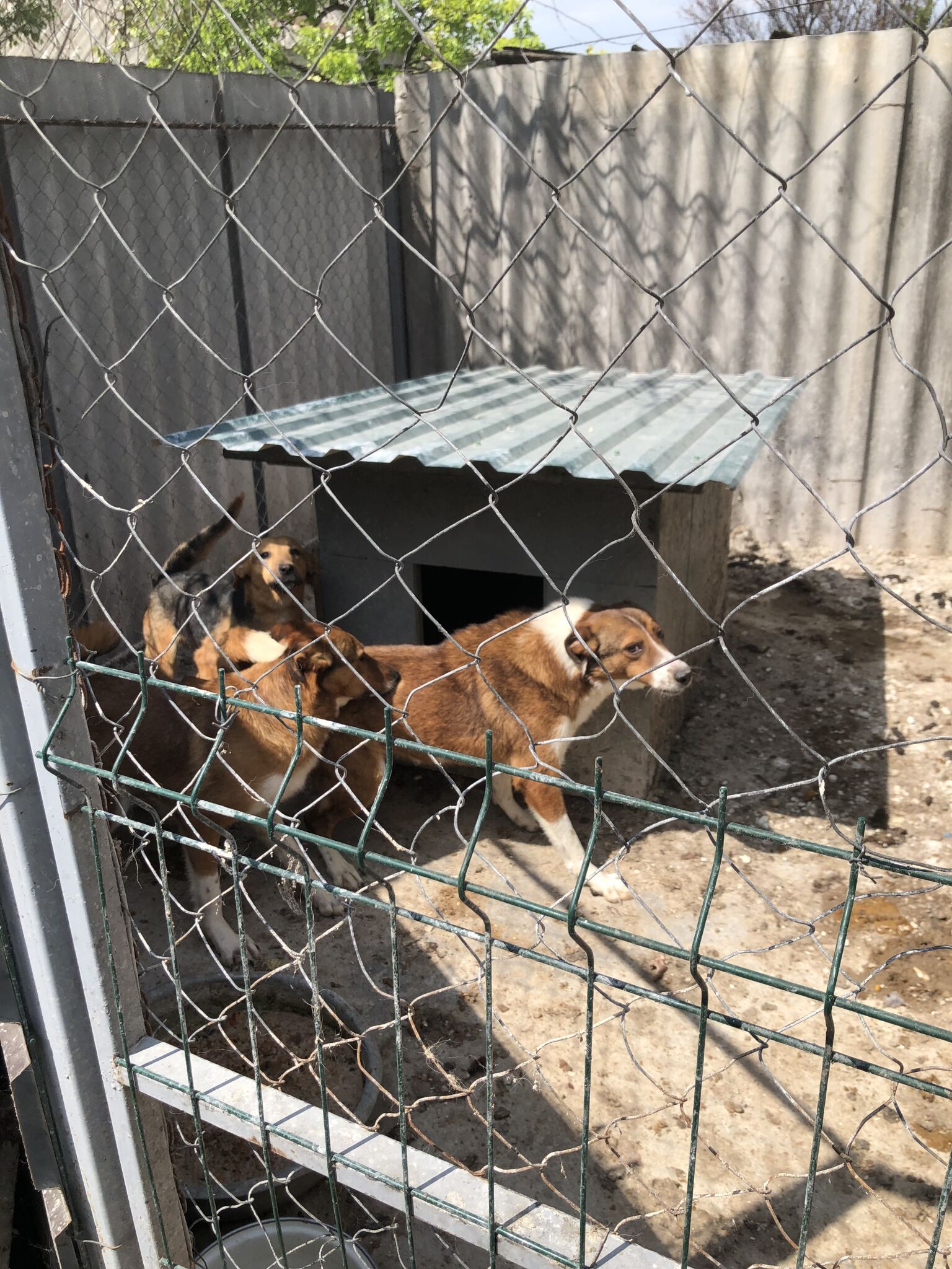 Близько 300 кг харчів для тварин передав Координаційний штаб волонтерів Дніпра