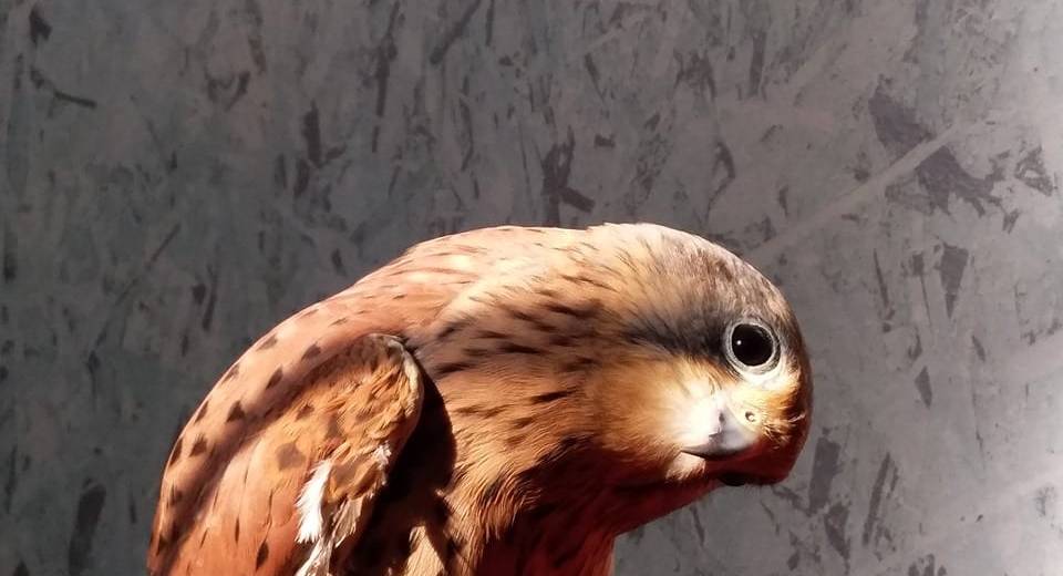 Днепрян приглашают на интервью с птицами