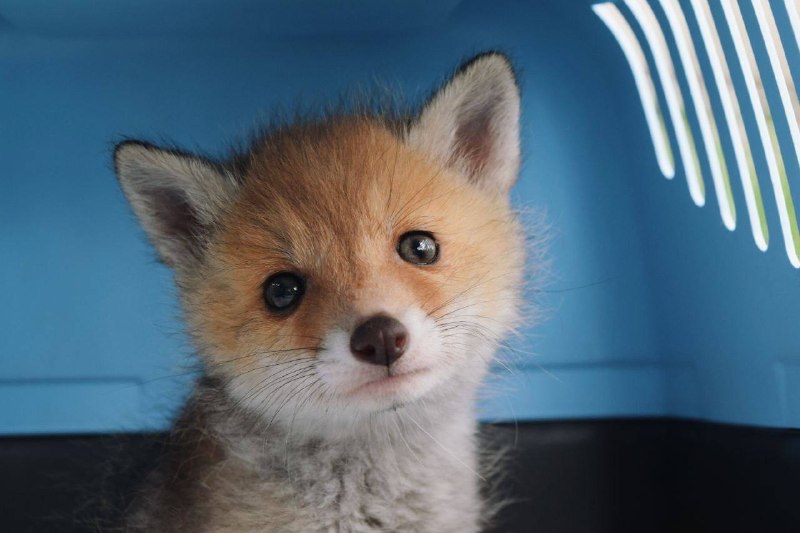 Рятували лисиць та єнотів: як за умов війни працював притулок “Dnipro animals”