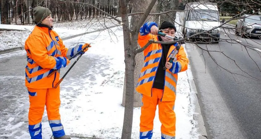 У Дніпрі формують крони молодим деревам