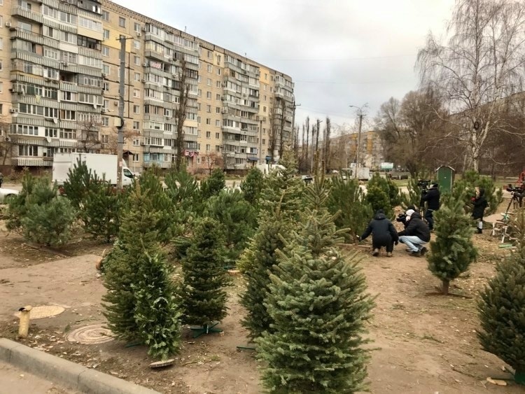 В Днепре на ж / м Тополь незаконно торговали елками