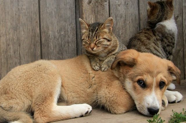 Уголовная ответственность или штраф: чем грозит жестокое обращение с животными