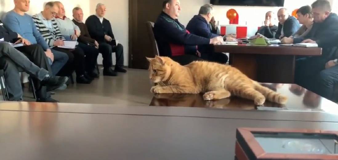 В Днепре показали, как живется котам из горсовета: фото, видео