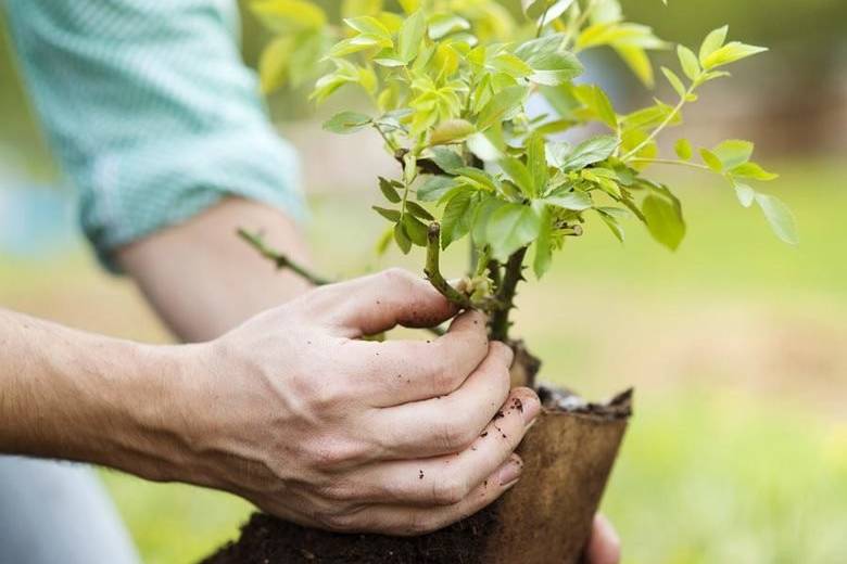 В Днепре предлагают начать массовую высадку деревьев