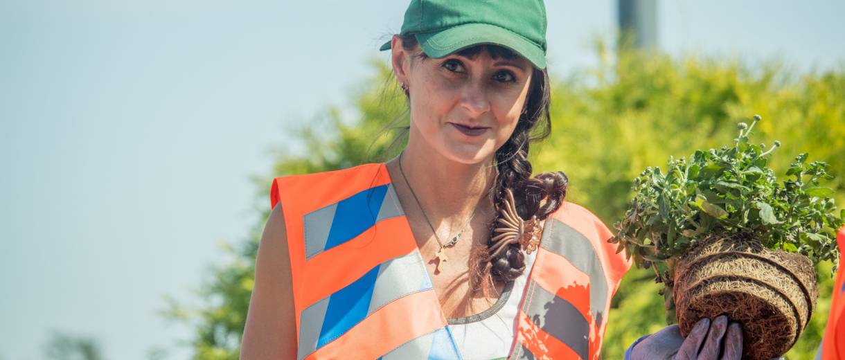 В Днепре ко Дню города высадят более 7 тысяч цветов