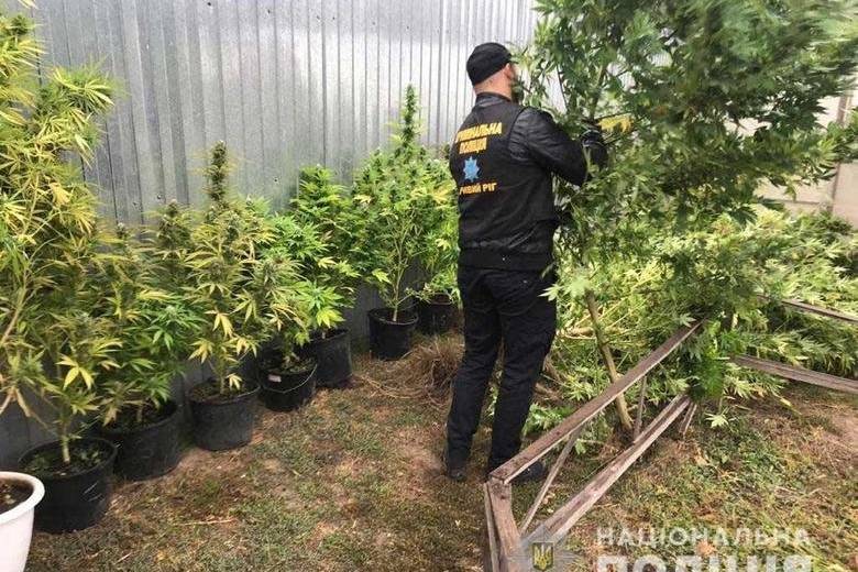 На Днепропетровщине уничтожили конопли на 100 тысяч гривен