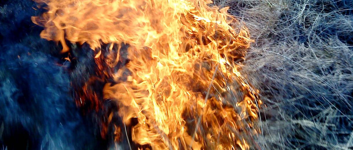 В Днепре показали тех, кто поджигает листья: фото