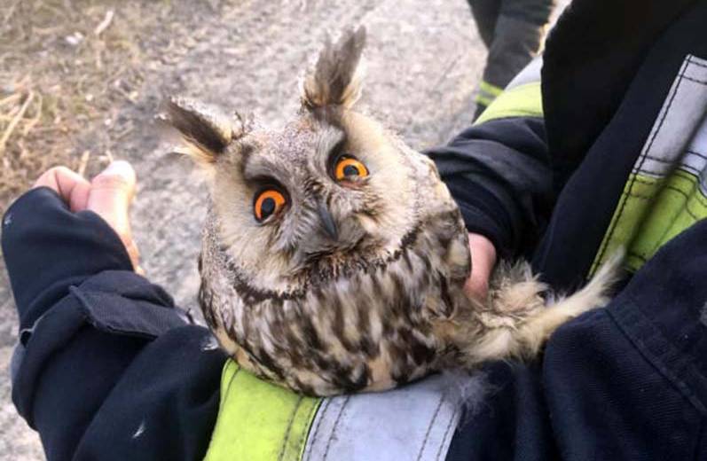 В Днепре из пожара спасли сову