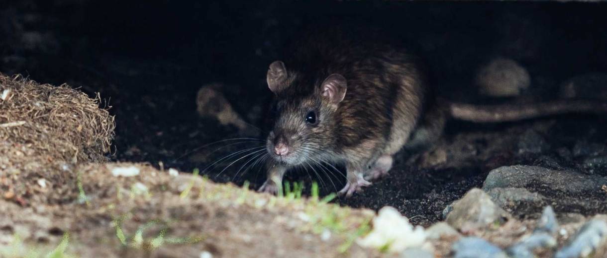 В Днепре обработали подвалы от опасных грызунов (ВИДЕО)