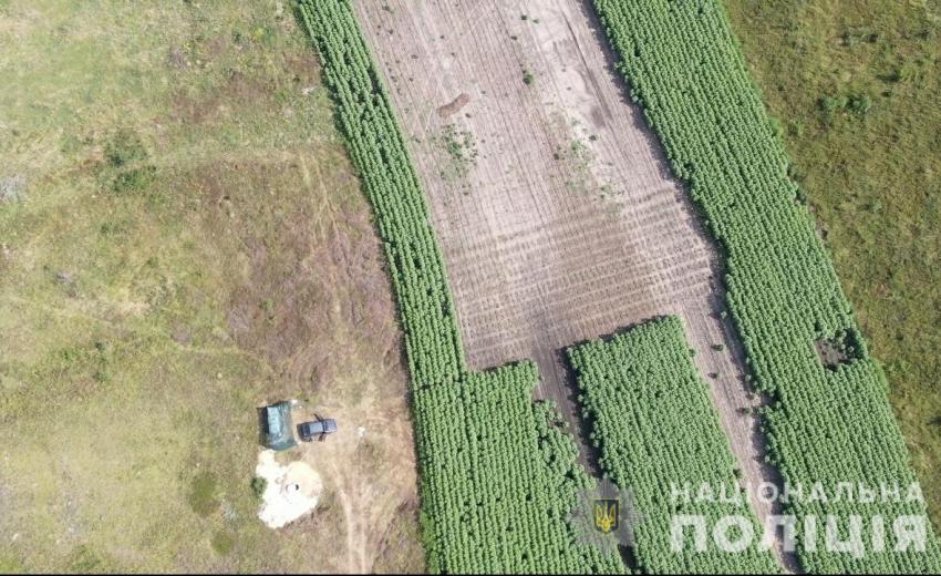 Под Днепром нашли 4 теплицы с элитной коноплей (ФОТО, ВИДЕО)