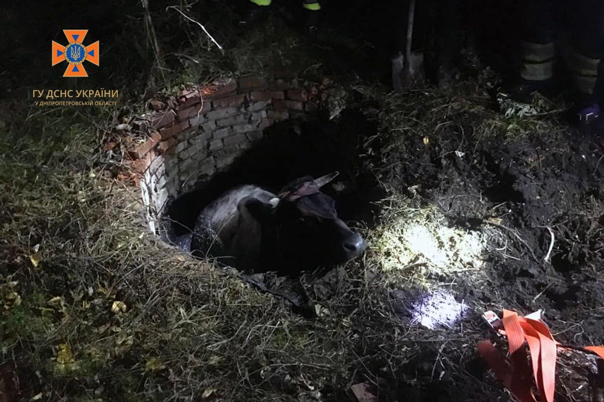Під Павлоградом надзвичайники врятували корову з пастки. Фото