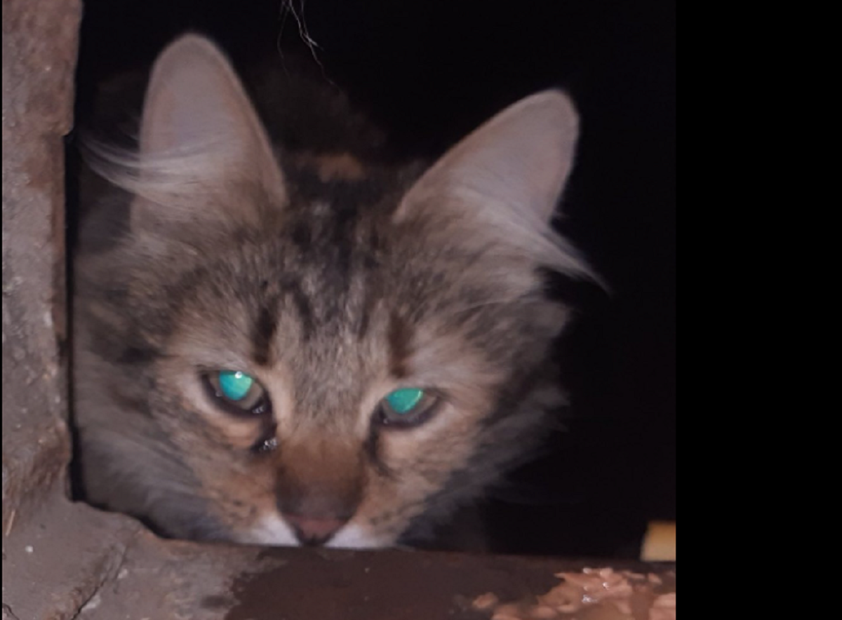 Больше недели прожила без воды и еды: в Днепре женщина затолкала кошку в подвал (ФОТО)