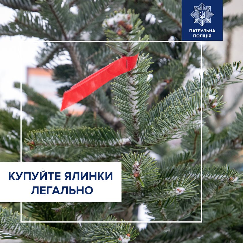 Правоохоронці закликають купувати ялинки легально