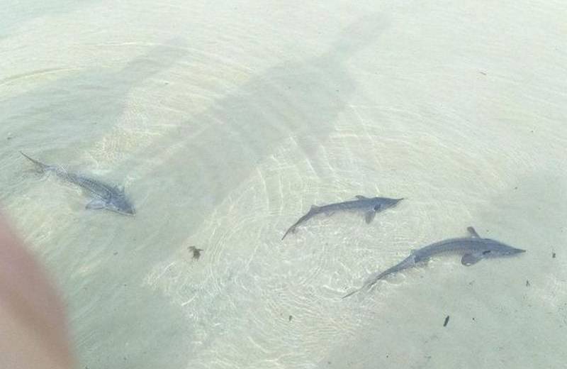 В Днепропетровской области провели пробное зарыбление редким видом рыбы