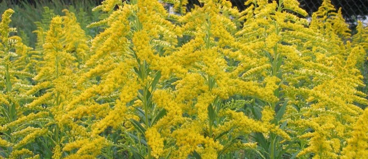 В Днепре помогут людям, страдающим от аллергии, а вредную амброзию будут масштабно выкашивать